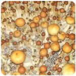 Псилоцибиновые (галлюциногенные)  грибы Psilocybin "Golden Teacher" в Балашихе