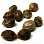 Семена марихуаны АК-47  (Seeds AK-47) в Балашихе